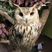 Lacoの画像