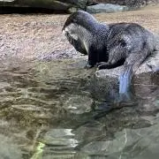 ヤマイモの画像