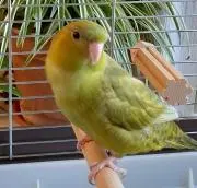 瑠璃の画像