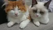 ねこたろうの画像
