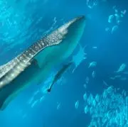ななせの画像