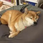 スミレの画像