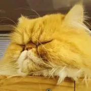 おゆの画像