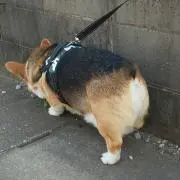 りん