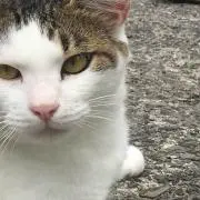 桜の画像