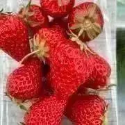 ladybugの画像