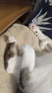 シェリー