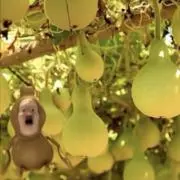 さな