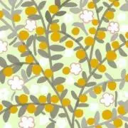 apricotの画像