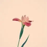 ひとこ