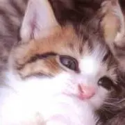 あい