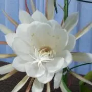 かっぱ
