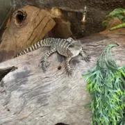 とかげの画像