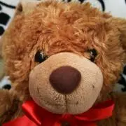 baby bearの画像