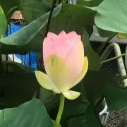 olu☆の画像