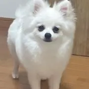 のの画像