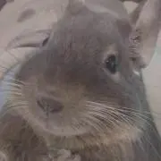 うずら