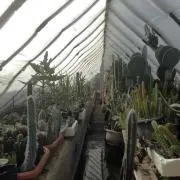 Gonの画像