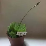 すけ