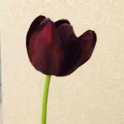 ☆りり☆プロフお読みください。の画像
