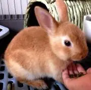 ミンチ