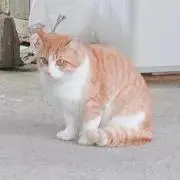 たまの画像