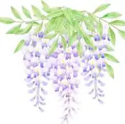 藤の花＊土日発送できませんの画像