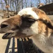 サクすけの画像