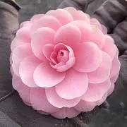 ニャン太郎の画像