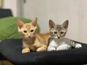 ジロー＆エリーの画像