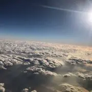 さくらの画像