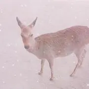 ＊M R＊の画像