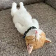 wakiko