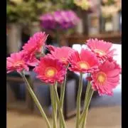華ママの画像