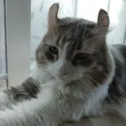 BAROQUES/Uni　即購入歓迎！の画像