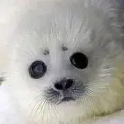 みらいの画像