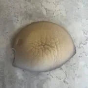 どすこい相撲の画像