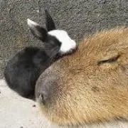 あられ。の画像