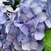 いかまっと☆