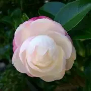 らんの画像