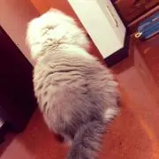 もゆの画像