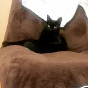 野ばら