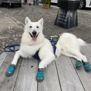 ホワシェパダイナ