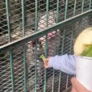 スク卒