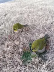 KIの画像
