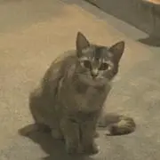 のん