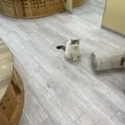 みんみんの画像