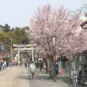 はなの画像