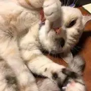 rurumamaの画像