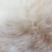 シオンの画像